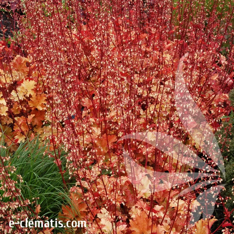 heucherella-marmalade-1-e-clematis.webp