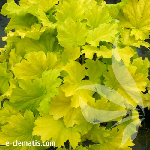 heuchera-lemon-dinosaur-2-e-clematis.webp