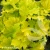 heuchera-lemon-dinosaur-2-e-clematis.webp