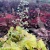 heuchera-lemon-dinosaur-1-e-clematis.webp