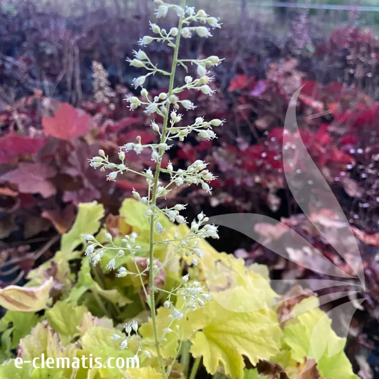 heuchera-lemon-dinosaur-1-e-clematis.webp