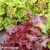 heuchera-fire-chief-2-e-clematis.webp
