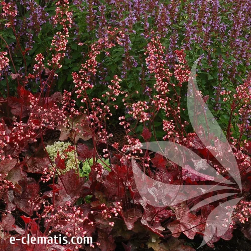 heuchera-fire-chief-1-e-clematis.webp