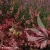 heuchera-fire-chief-1-e-clematis.webp