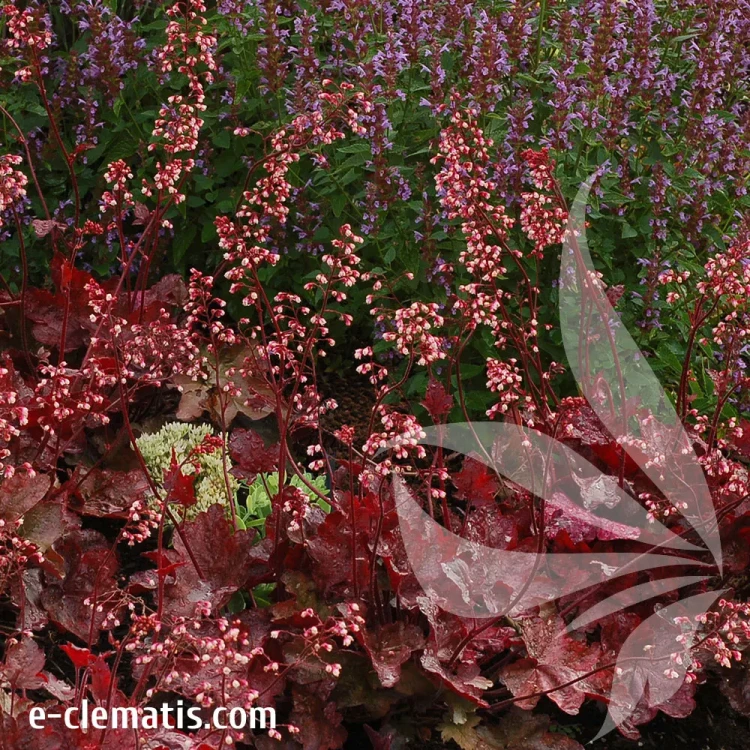 heuchera-fire-chief-1-e-clematis.webp