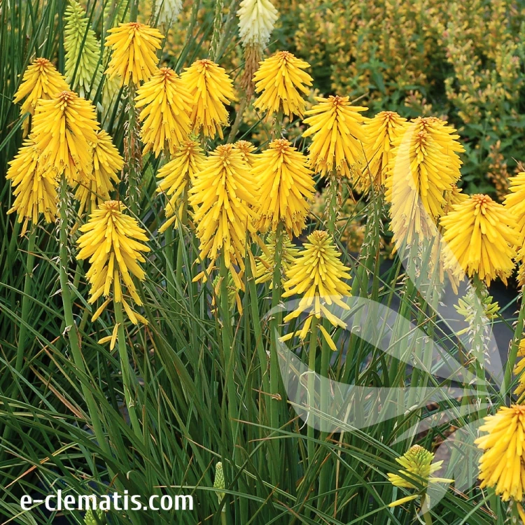 kniphofia-banana-popsicle-2-e-clematis.webp