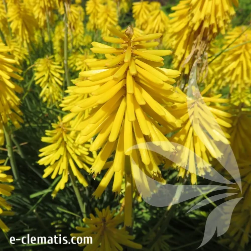 kniphofia-banana-popsicle-1-e-clematis.webp
