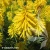 kniphofia-banana-popsicle-1-e-clematis.webp