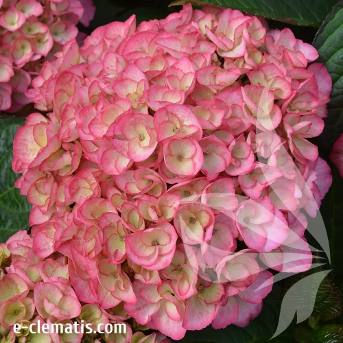 Hydrangea-macrophylla-gafin-cosel.webp
