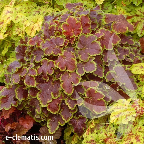 heucherella-solar-eclipse-2-e-clematis.webp
