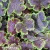 heucherella-solar-eclipse-1-e-clematis.webp