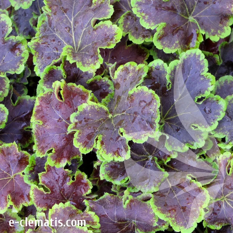 heucherella-solar-eclipse-1-e-clematis.webp
