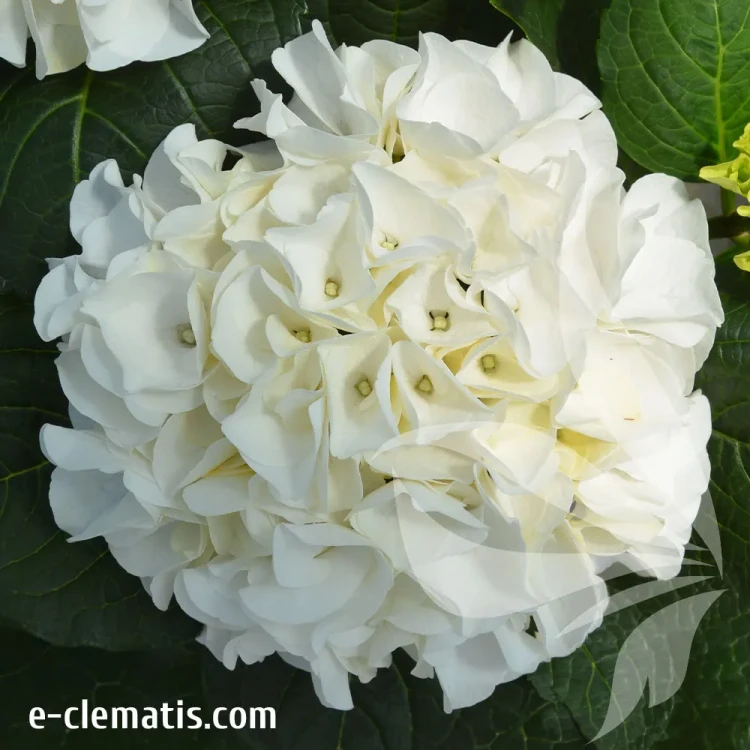 hydrangea-macrphylla-hi-crystal.webp