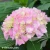 hydrangea-macrphylla-nikko-blue.webp