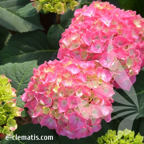 hydrangea-macrphylla-red-angel.webp