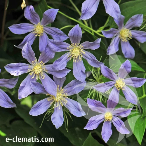 clematis-juuli.webp