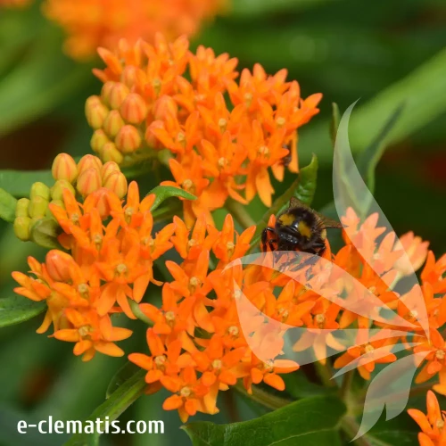 asclepias-tuberosa.webp