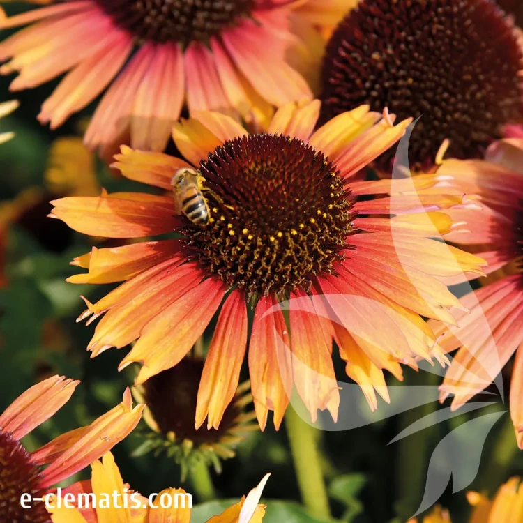 echinacea-parrot.webp