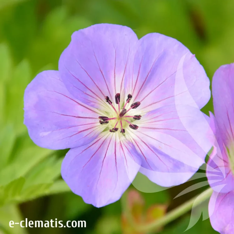 gerranium-rozanne-1.webp