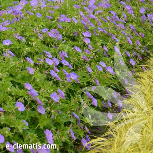gerranium-rozanne-2.webp