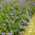 gerranium-rozanne-2.webp