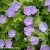 gerranium-rozanne-3.webp