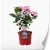hydrangea-serrata-daredevil-3.webp