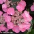 hydrangea-serrata-daredevil-2.webp