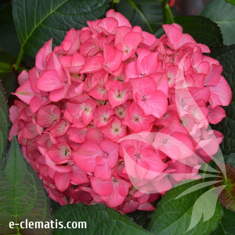 hydrangea-macrophylla-red-angel-1.webp
