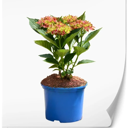 hydrangea-macrophylla-hi-sky.webp