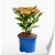 hydrangea-macrophylla-hi-sky.webp