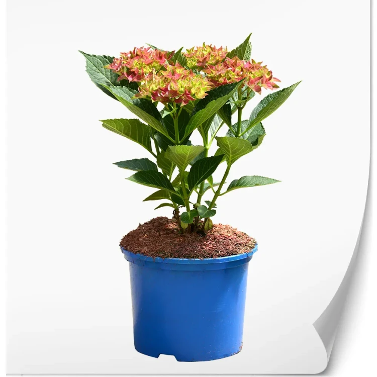 hydrangea-macrophylla-hi-sky.webp