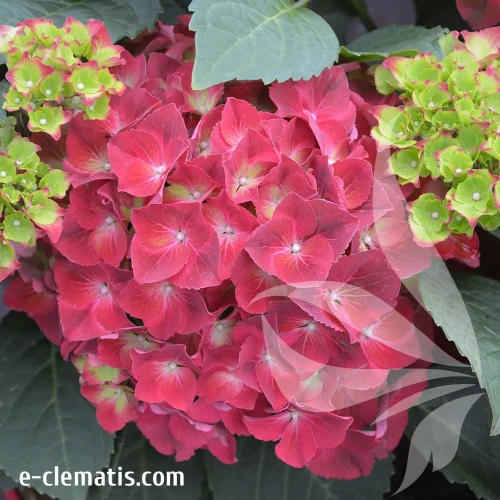 hydrangea-macrophylla-hi-vulcano.webp