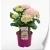 hydrangea-macrophylla-pink-sensation.webp