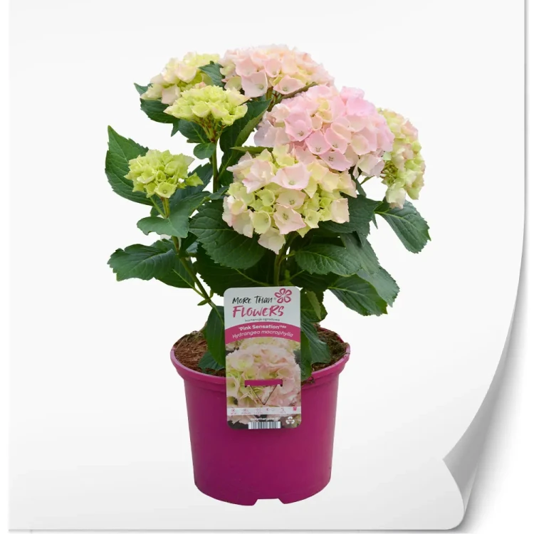 hydrangea-macrophylla-pink-sensation.webp