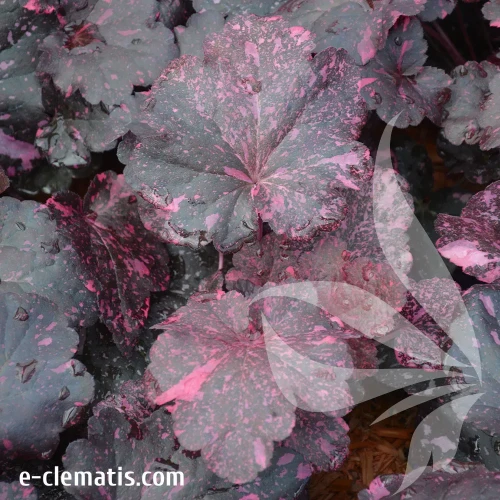 heuchera-midnight-rose-sklep.webp