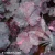 heuchera-midnight-rose-sklep.webp