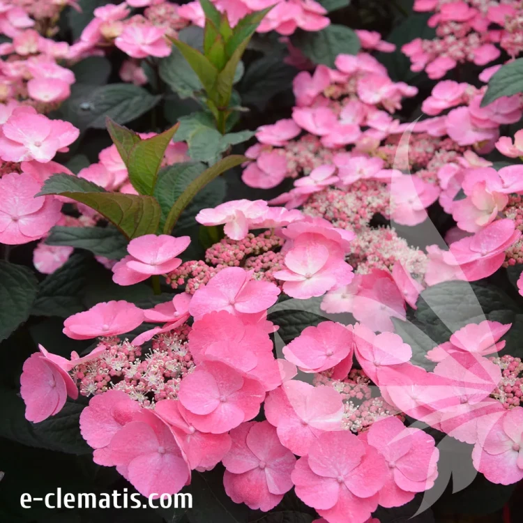 hydrangea-serrata-daredevil-1.webp