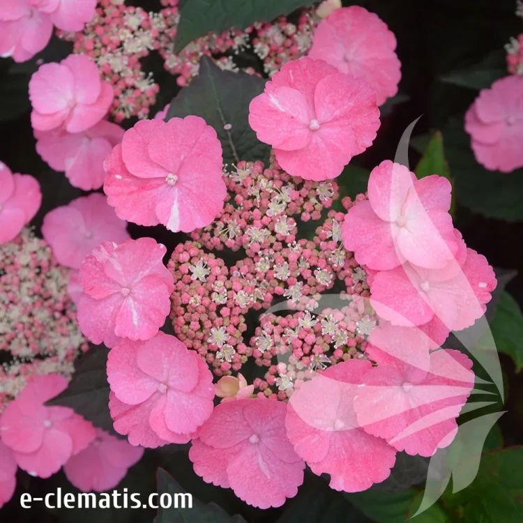 hydrangea-serrata-daredevil-2.webp