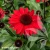 echinacea-sunmagic-vintage-hot-red-2-e-clematis.webp