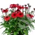 echinacea-sunmagic-vintage-hot-red-1-e-clematis.webp