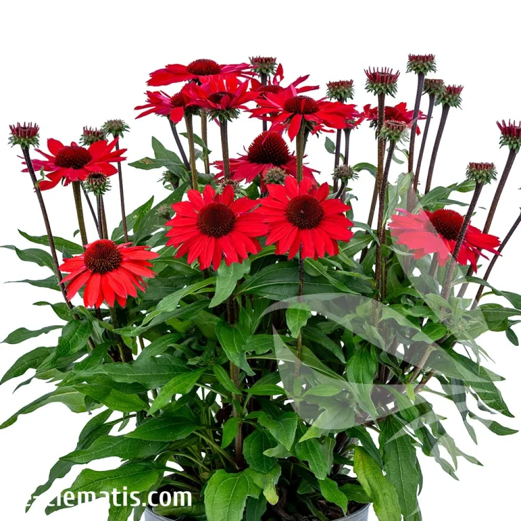 echinacea-sunmagic-vintage-hot-red-1-e-clematis.webp