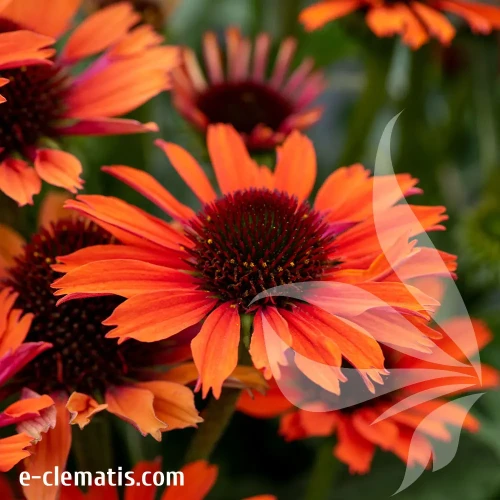 echinacea-pearl-orange-2-e-clematis.webp