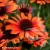 echinacea-pearl-orange-2-e-clematis.webp