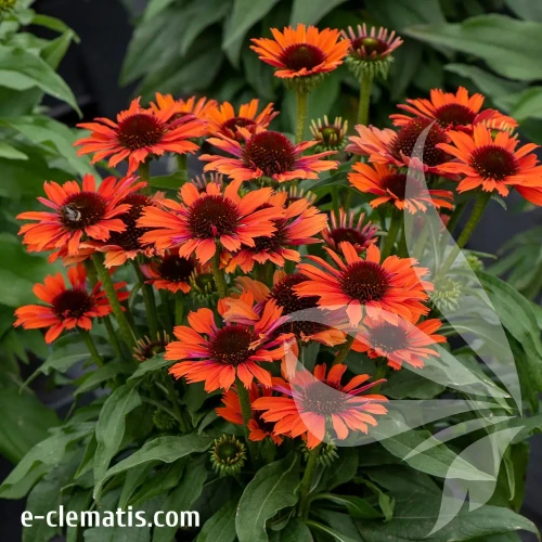 echinacea-pearl-orange-1-e-clematis.webp