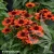 echinacea-pearl-orange-1-e-clematis.webp