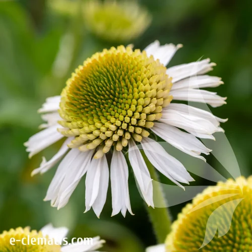echinacea-delicious-candy-white-1-e-clematis.webp