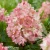 hydrangea-groundbreaker-blush-1-e-clematis.webp
