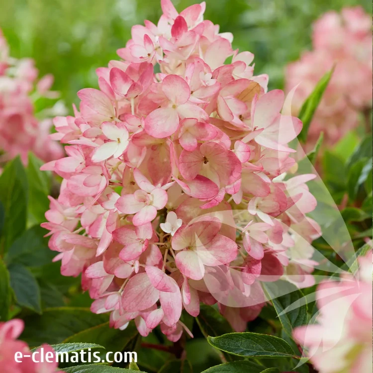 hydrangea-groundbreaker-blush-1-e-clematis.webp