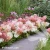 hydrangea-groundbreaker-blush-2-e-clematis.webp